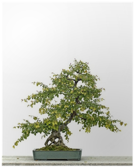 Vinyl Wall Mural (400x400), Png Download