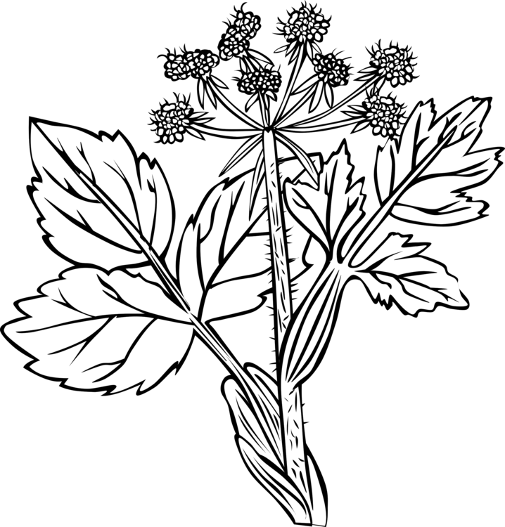 Plants White Snakeroot Flower Palm Trees Hedysarum - Cow Parsnip Drawing (718x750), Png Download