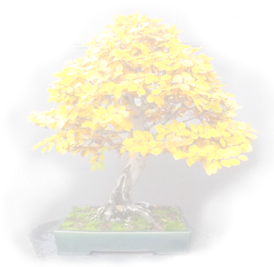 Bonsai Tree - Bonsai (387x407), Png Download