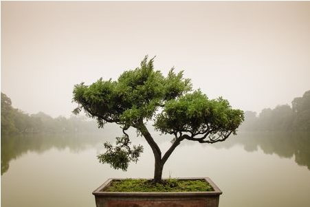 Green Chinese Bonsai Tree - Bonsai Tree Zen Garden (450x500), Png Download