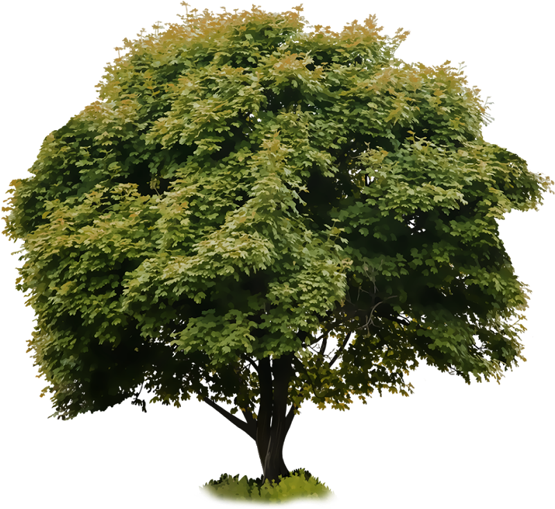 Crop Tree Png - Health (1600x1000), Png Download