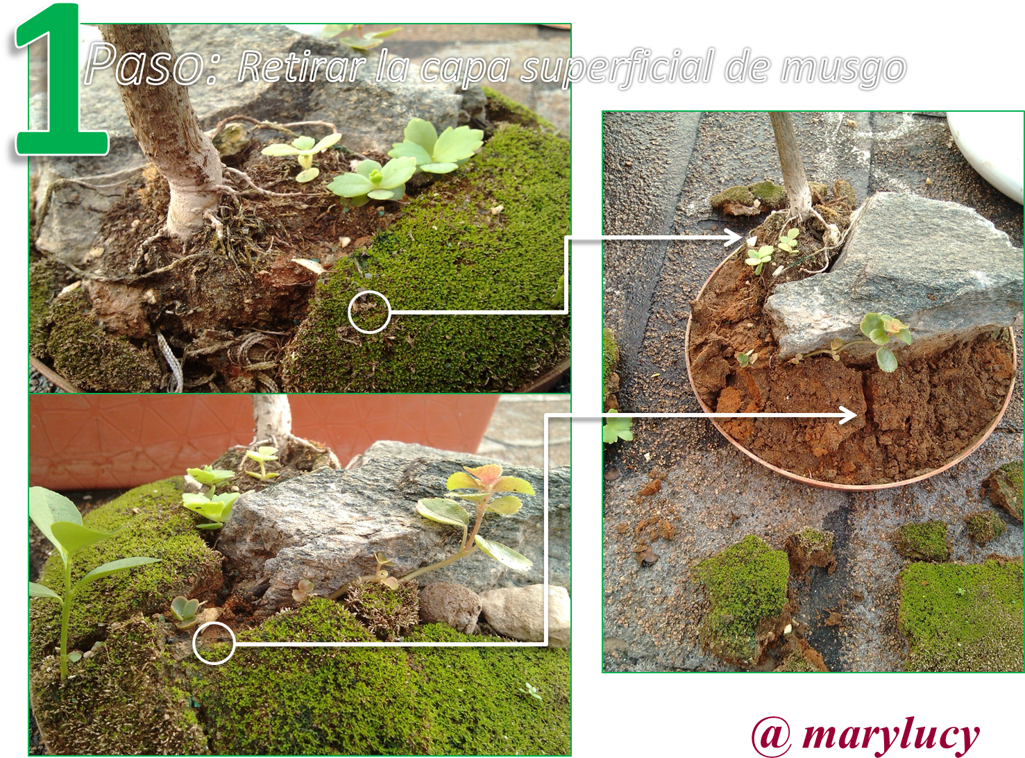 We Must To Do Is Remove The Surface Layer Of Muss For - Portable Network Graphics (1786x1364), Png Download