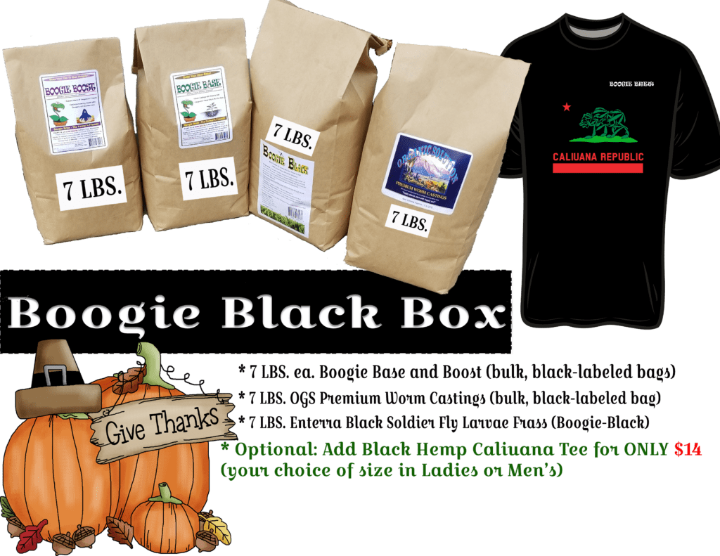 Thanksgiving Postcards (package Of 8) (1024x791), Png Download