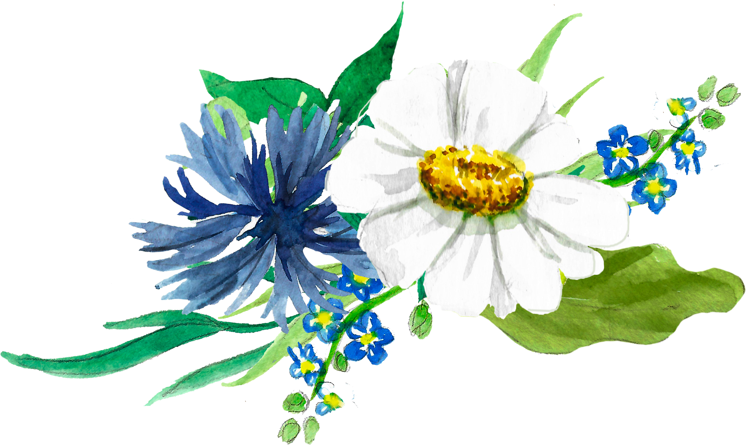 Image Library Chamomile Drawing Wreath - African Daisy (3361x2192), Png Download