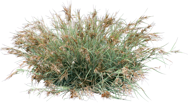 Themeda Australis - Grass (768x420), Png Download