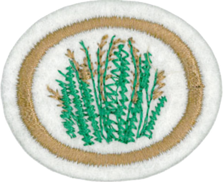 Grasses Honor - Thumbnail (774x632), Png Download