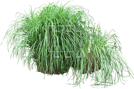 Parent Category - Grasses (450x450), Png Download