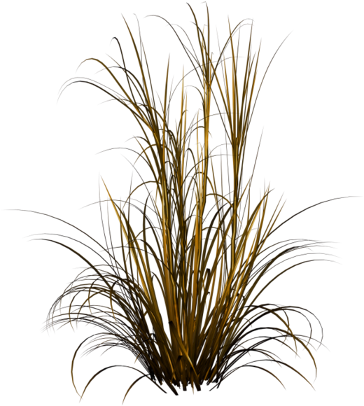 Tubes Arbres Et Verdures - Grasses Png (600x659), Png Download