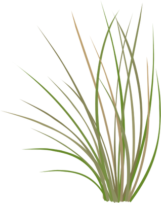 Ian Symbol Pseudoroegneria Spicata - Bluebunch Wheatgrass Drawing (318x400), Png Download