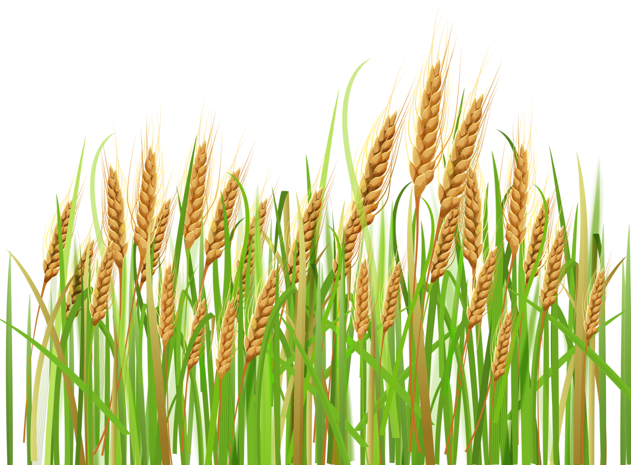 Daisy Clipart Wheat Grass - Wheat Clipart (1280x943), Png Download