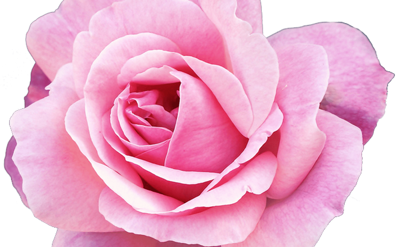 15 Pink Flower Png Tumblr For Free Download On Mbtskoudsalg - Lash Extension Aftercare Sheet (1368x855), Png Download