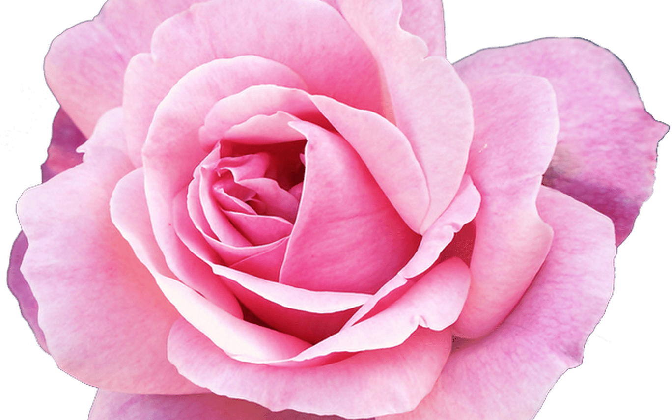 Pink png. Пинк Флауэр роза. Цветы без фона. Роза без фона. Стикер Розочка.