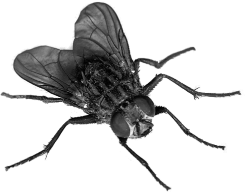 Mosca Png Transparente Stickpng - Fly Transparent (894x894), Png Download