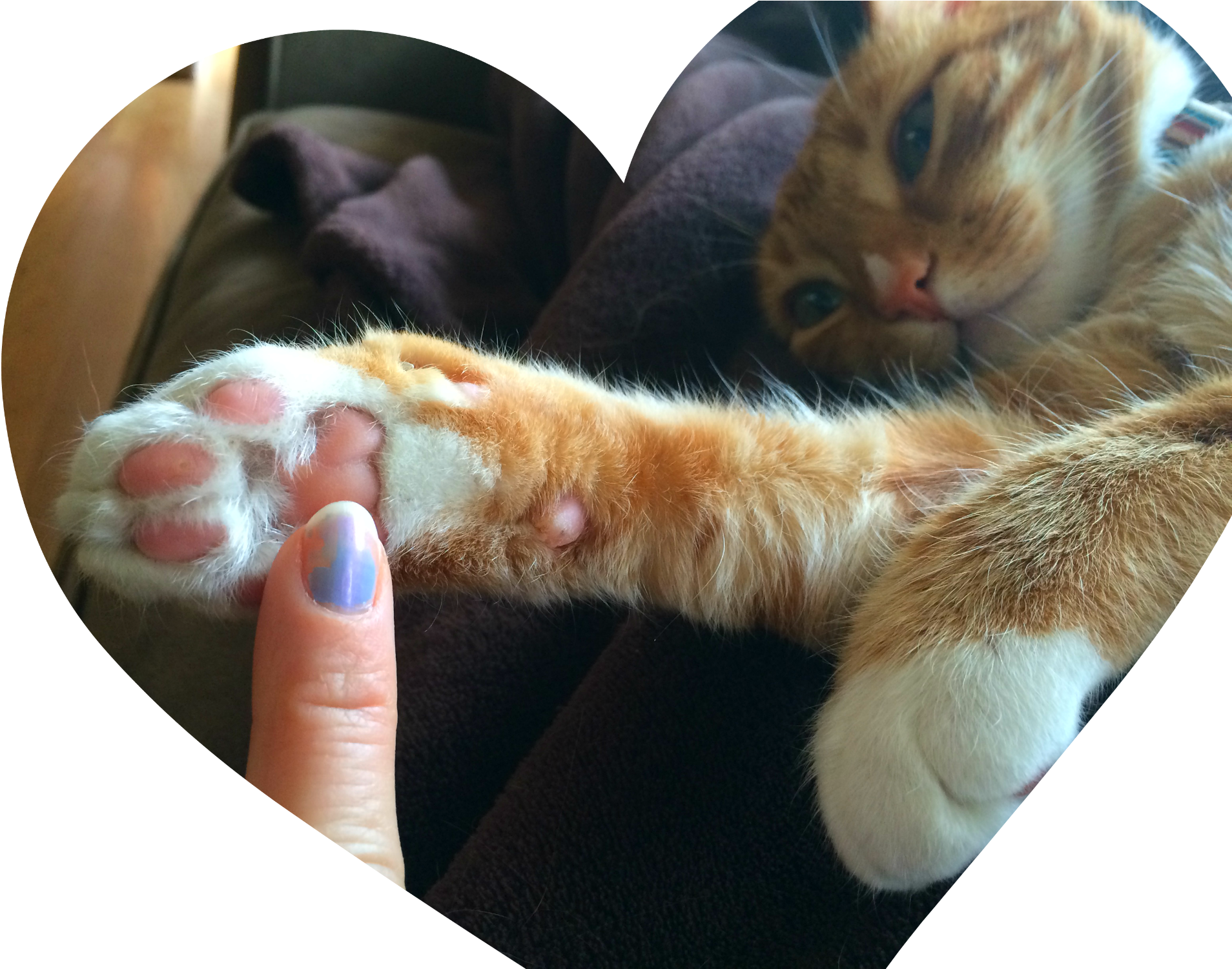Declaw Awareness Why Not To Declaw Cats - Declawed Vs Non Declawed Cat (2000x1500), Png Download