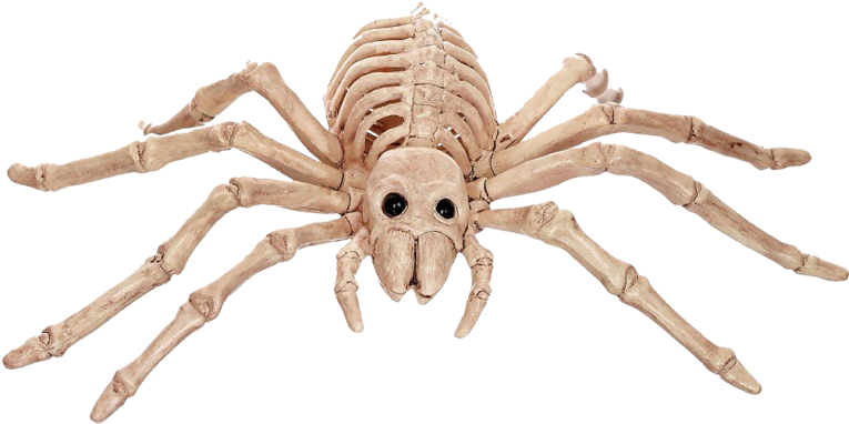 Mini Skeleton Spider - Spider Bone (800x413), Png Download
