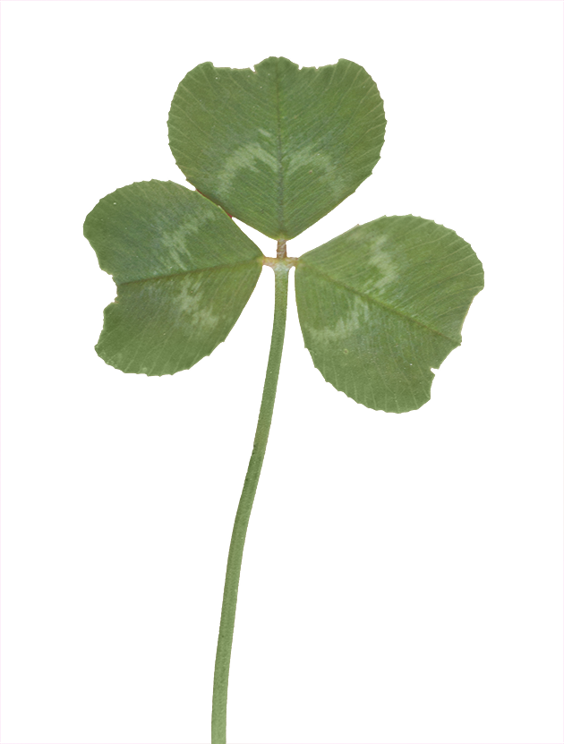 Vegetation Clover 02 - Vegetation - Free Transparent PNG Download - PNGkey