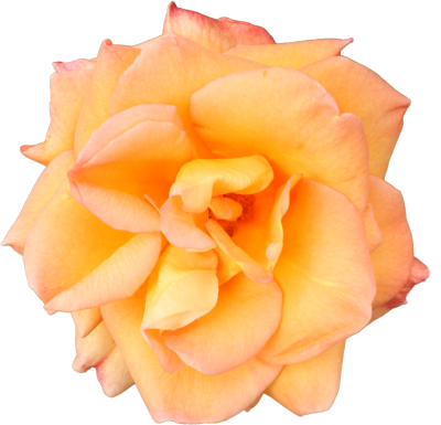 Mainpicture - Garden Roses (400x385), Png Download