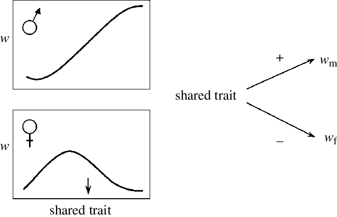 A Path Diagram Illustrating The Sign Of The Correlation - Diagram (662x427), Png Download