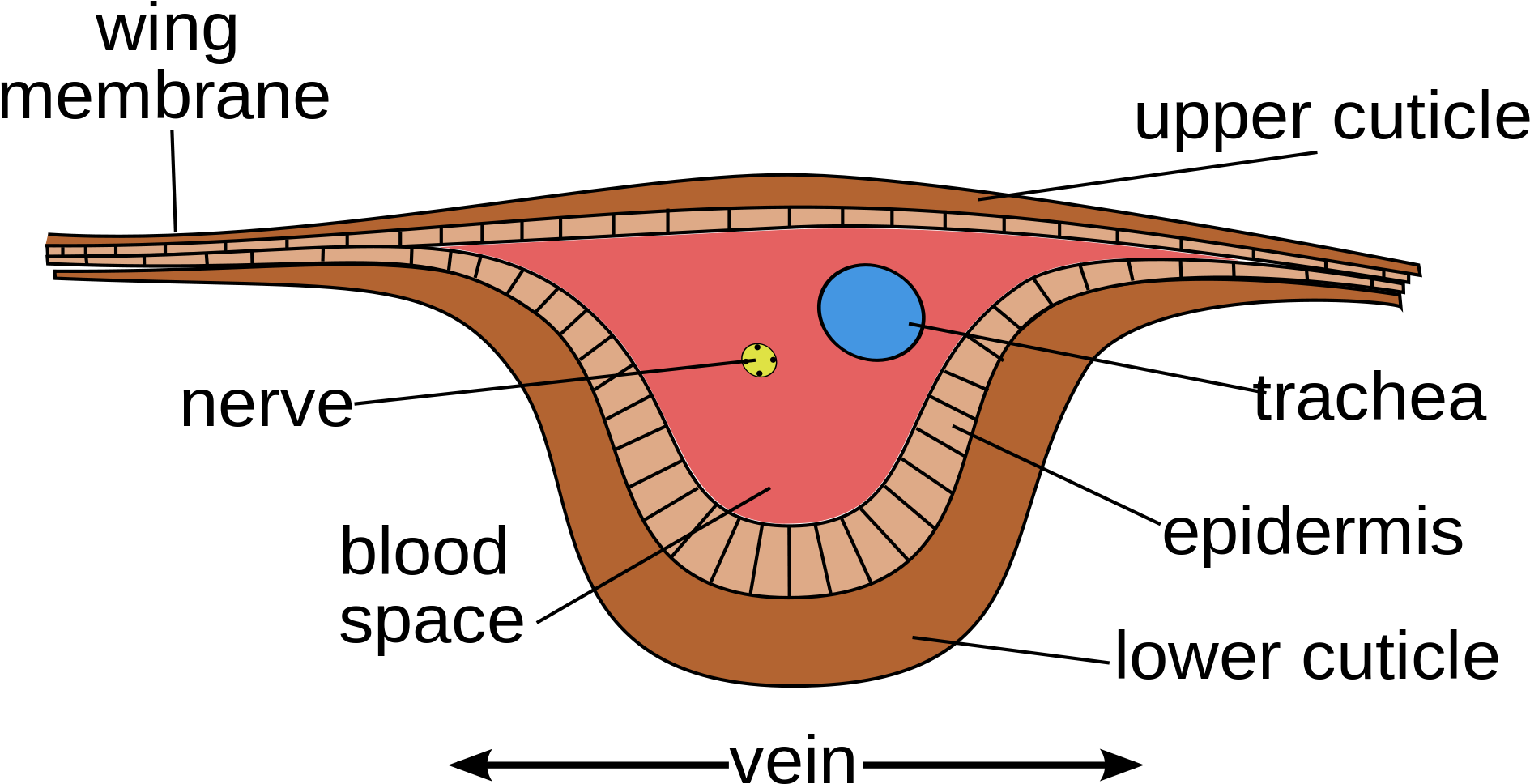 Drawing Veins Eye Vein Jpg Freeuse Library - Insects Specialized Flight Muscles (2000x1196), Png Download