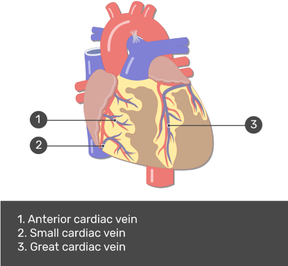 Test Yourself Image For The Anterior View Of The Cardiac - Auricles Of The Heart (565x550), Png Download