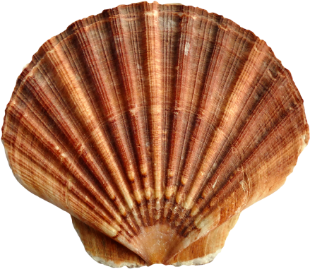 Pngpix Com Sea Shell Png Transparent Image 1 - Shell Transparent (500x440), Png Download