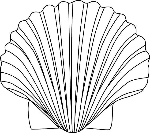Shell, Animal, Biology, Bivalve, Mollusc - Shell Clipart Black And White (640x566), Png Download