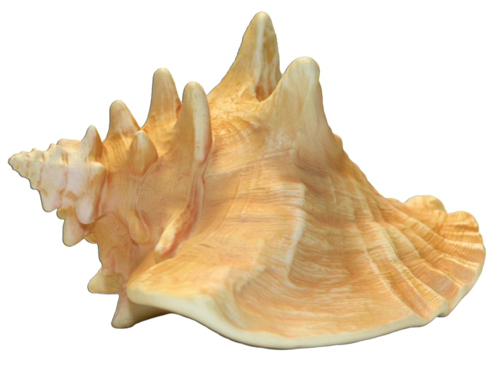 Conch Shell Transparent Image - Conch Png (700x700), Png Download
