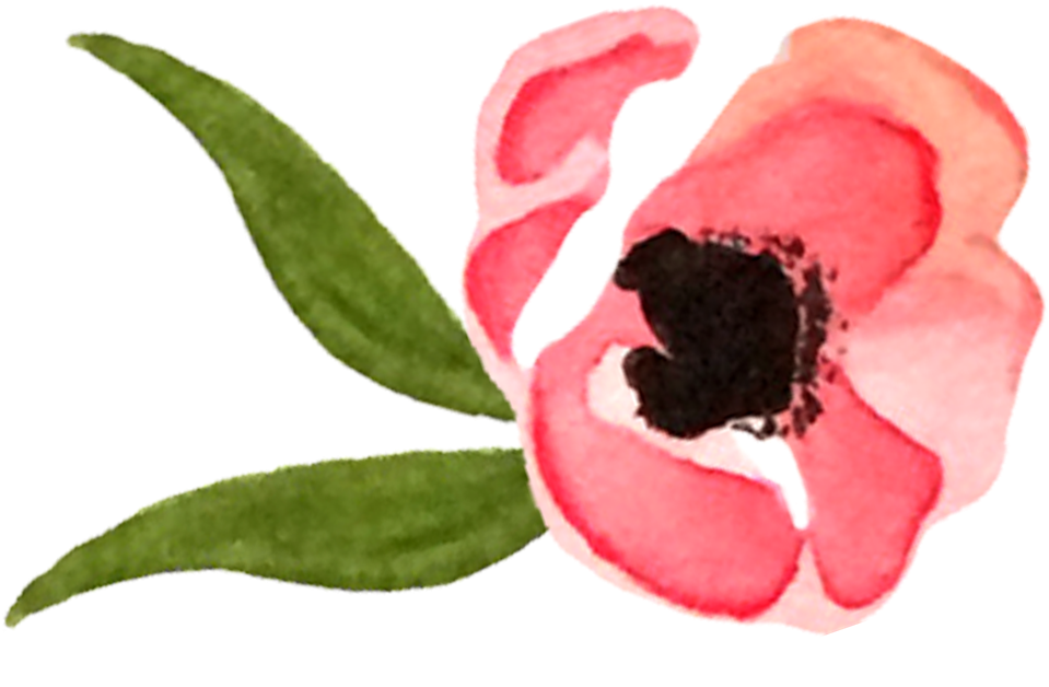 Common Peony (1500x1500), Png Download