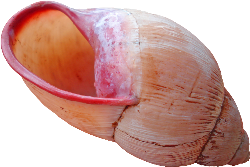 Shell Download Png - Sea Object (1024x853), Png Download