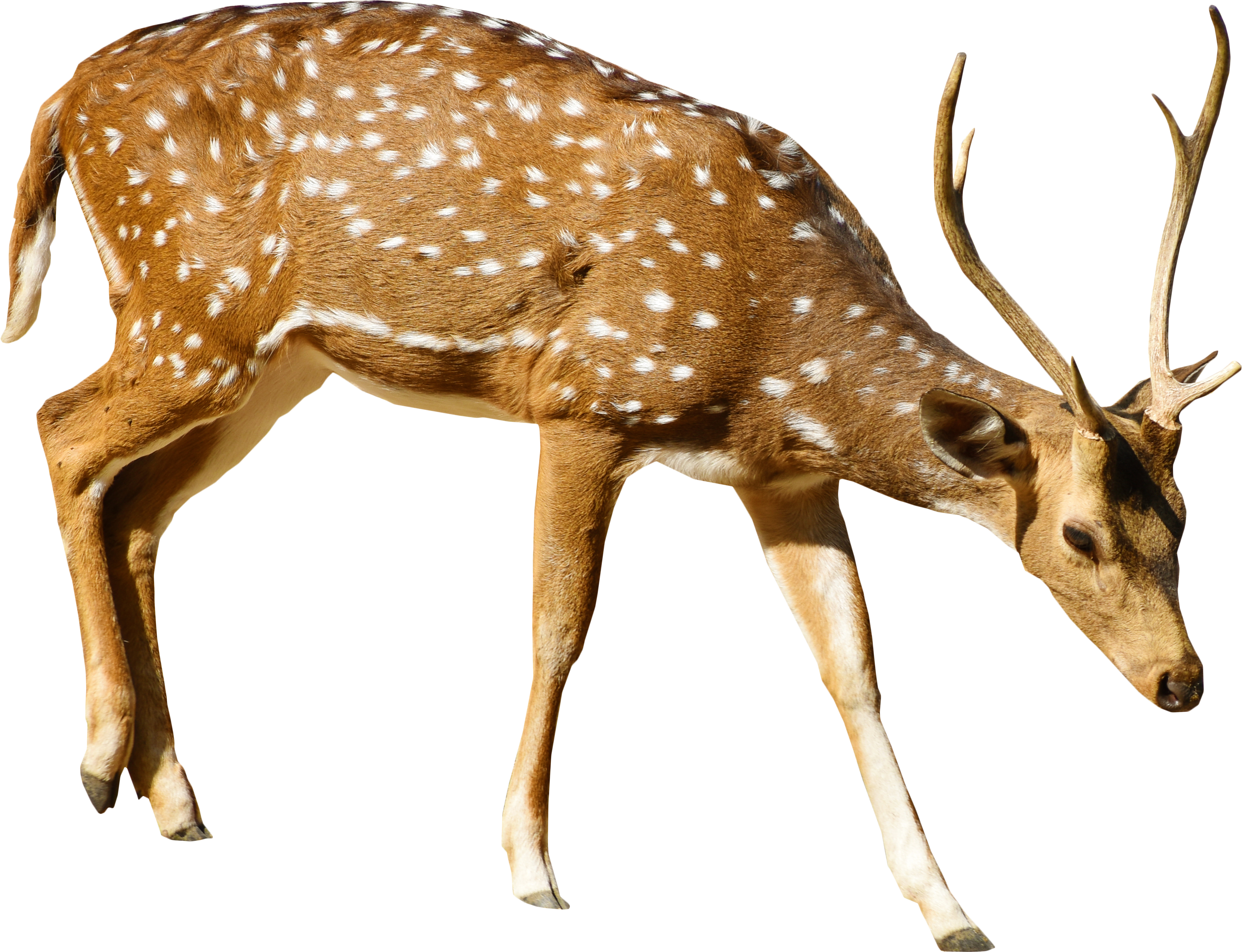 Brown Deer With White Spots Standing Png Image - Deer Transparent Png File (6000x4000), Png Download