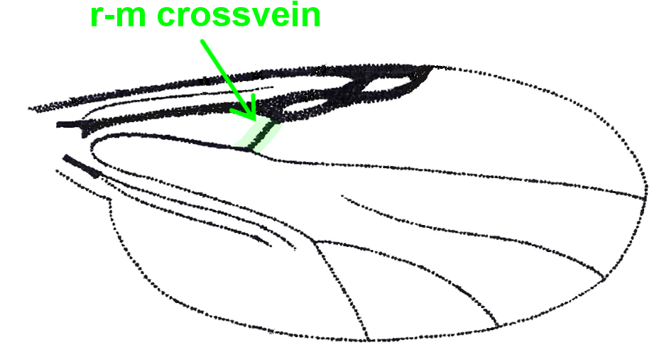 No Pale Spot Cover The R-m Crossvein - Culicoides (1024x768), Png Download
