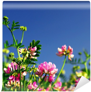 Summer Meadow Background With Blooming Pink Flowers - Red Clover (400x400), Png Download