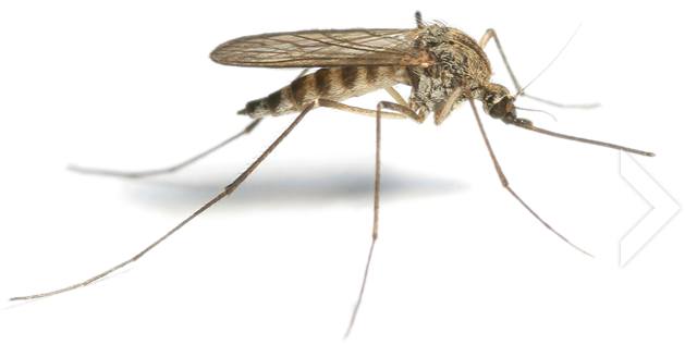 Mosquito Png Hd - Mosquito (637x420), Png Download