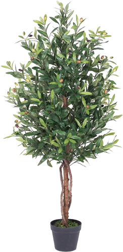 Olive Tree In Pot (250x499), Png Download