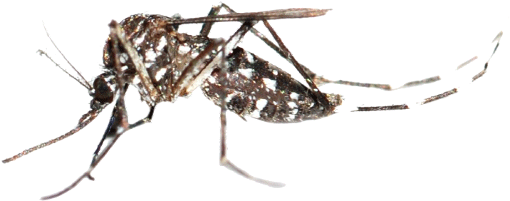 Mosquito Bug (750x310), Png Download