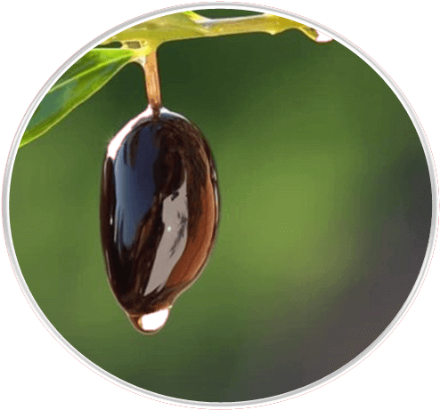 Olive Products Olive Tree - Olive (500x500), Png Download