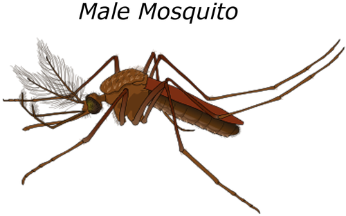 Male Mosquito Malaria Bug Pest Wildlife Fl - Mosquitos Machos Y Hembras (585x340), Png Download