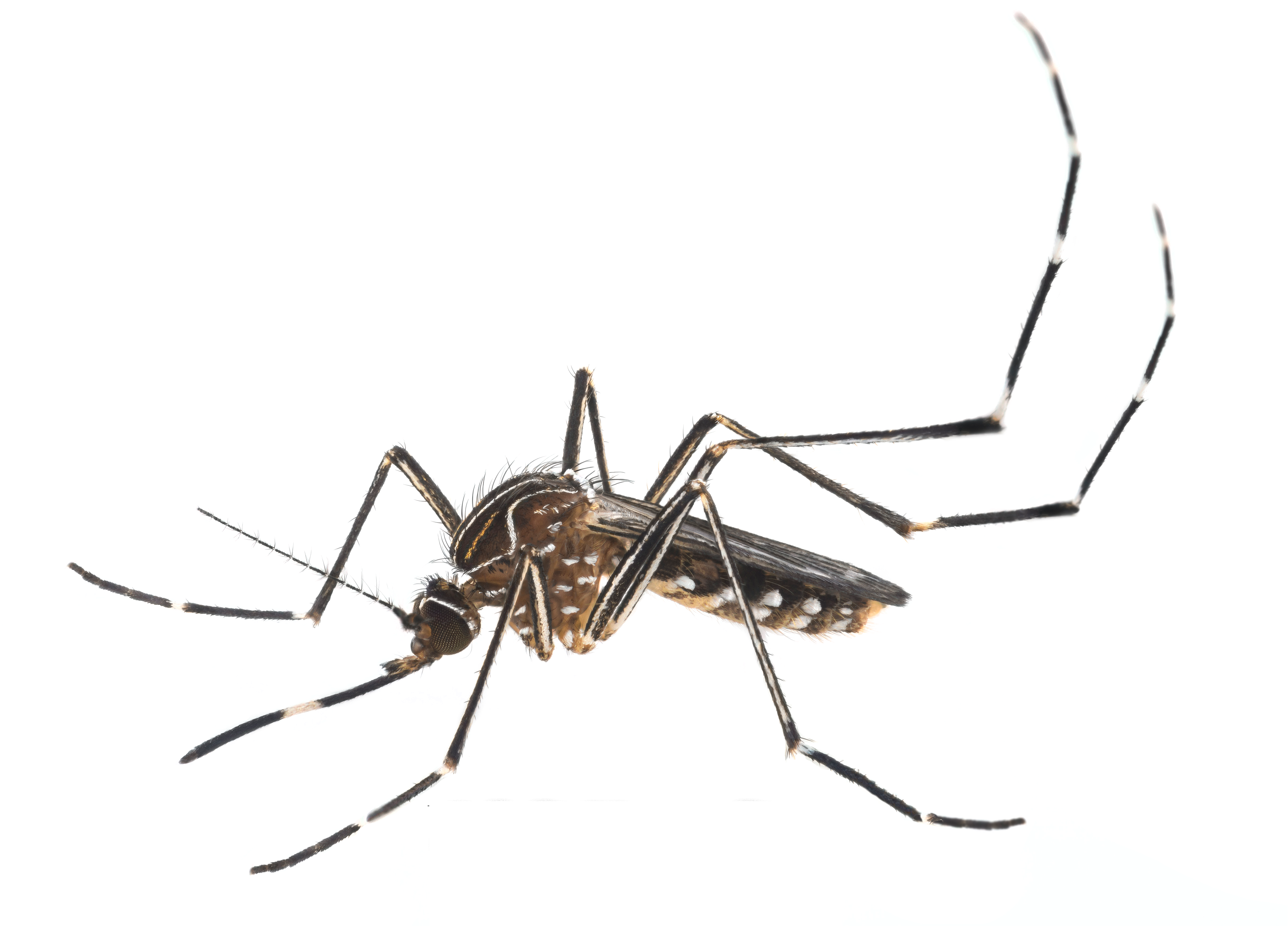 The District's Aggressive Campaign Against Mosquito - Aedes Mosquito Vector (5433x3606), Png Download