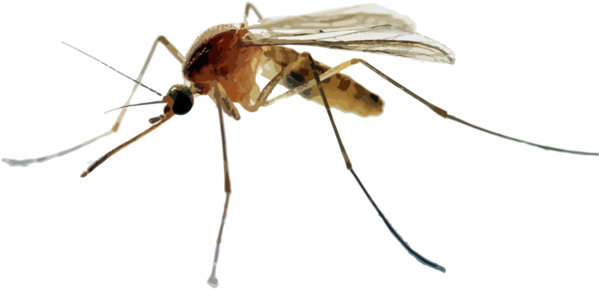 Hr Mosquitoes - Mosquito In The Uk (1000x581), Png Download