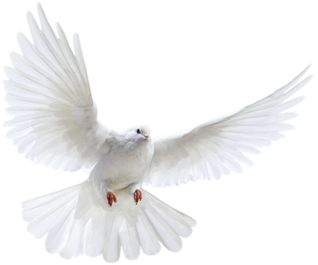 Princesas De Disney Fondo De Pantalla Titled Paloma - Transparent Dove (500x500), Png Download