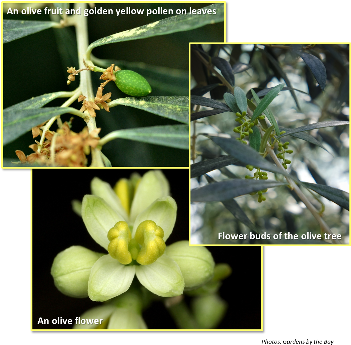 Flowers And Fruits Of Olive Tree - Olive Flowers To Fruit (1133x1119), Png Download