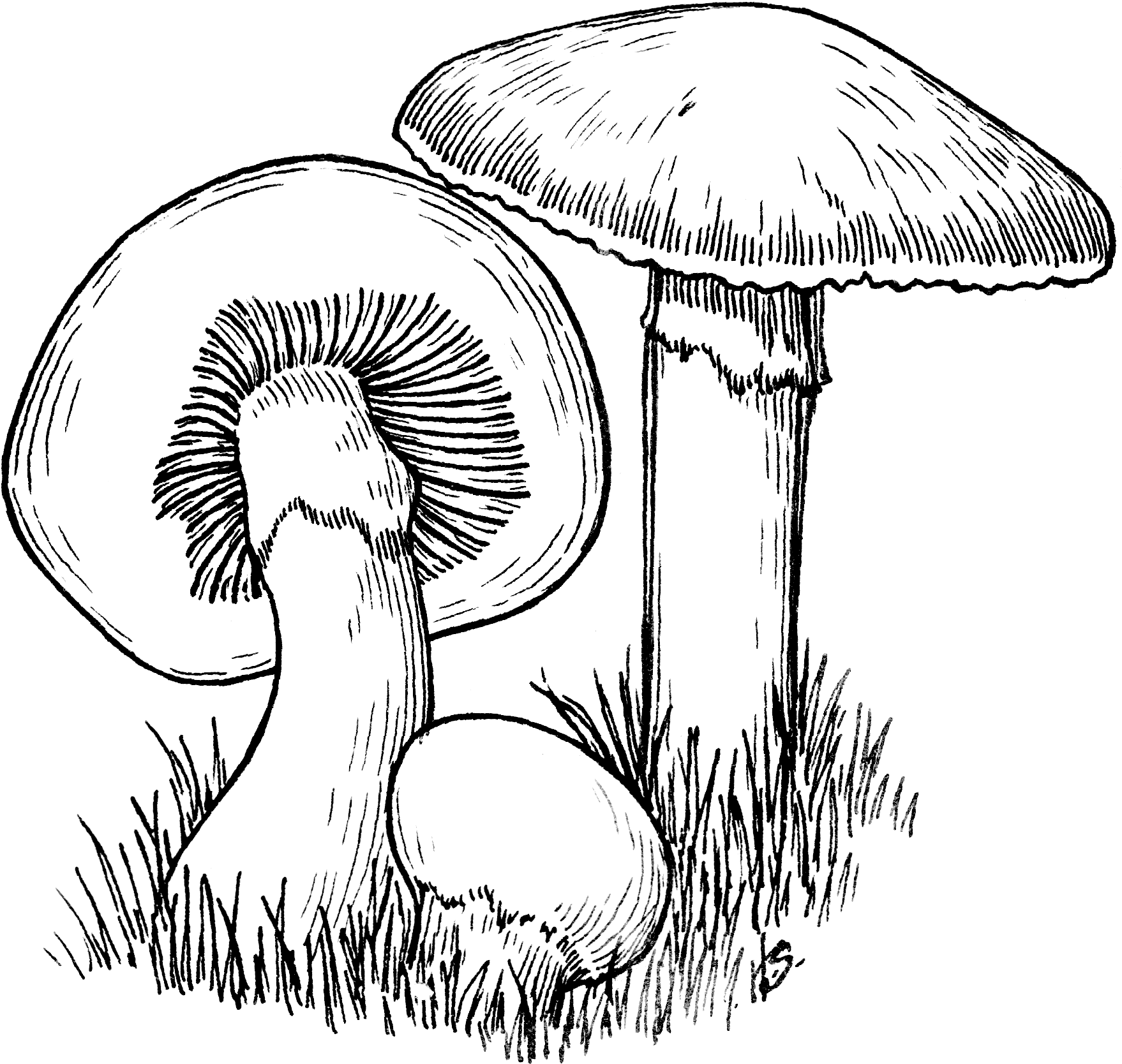 Jpg Freeuse Majestic Mushrooms Oscar The Grouch Diaz - Mushroom Drawing Png (1779x1694), Png Download