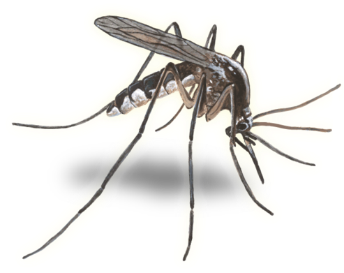 Mosquito Transparent Background (500x390), Png Download