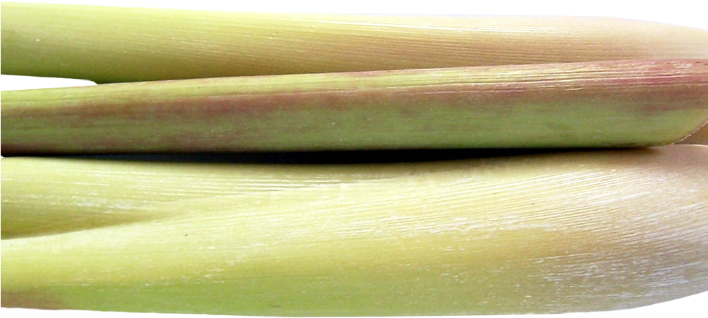 Lemongrass Png Image - Portable Network Graphics (1024x516), Png Download