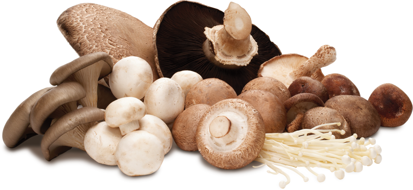 The Magic Of Mushrooms (816x376), Png Download