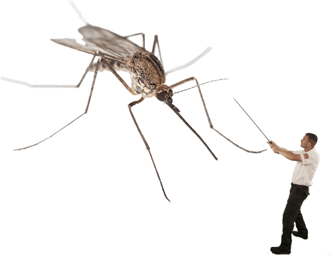 Mosquitovscj - Mosquitoes Massachusetts (500x370), Png Download