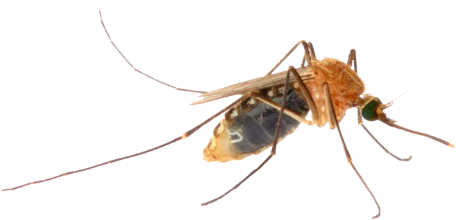 Mosquito (800x504), Png Download