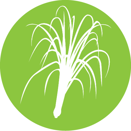 Fazenda Lemongrass Fields - Lemongrass (433x434), Png Download