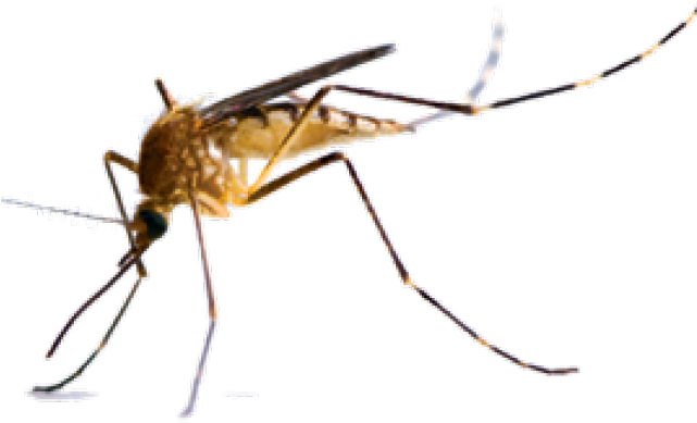 Mosquitos (640x480), Png Download