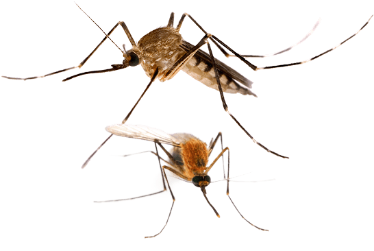Are You Having Problems With Mosquito In Your Home - Mosquito Anopheles (578x391), Png Download